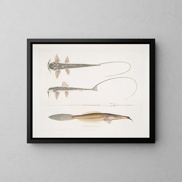 Klapperschlange des Coach Sisor Sisor Rabdophorus Janma Fischfisch Barbe Balistes Anacanthus barbatus - John Edward Gray — gerahmtes Bild an der Wand