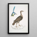 Francolin concentrique femelle Perdix concentrica 2 Paon javanais Pavo muticus Tête - John Edward Gray — gerahmtes Bild an der Wand