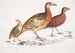Cryptonyx ferrugineux Cryptonyx ferrugineus 2 Francolin à long bec Francolinus longinostris - John Edward Gray — Ansicht des Kunstwerks