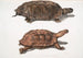 Tortue à dos plat Emys platynotha 2 Tortue terrestre épineuse Geoemyda spinosa - John Edward Gray — Ansicht des Kunstwerks