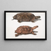 Tortue à dos plat Emys platynotha 2 Tortue terrestre épineuse Geoemyda spinosa - John Edward Gray — gerahmtes Bild an der Wand