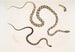 Gocool Dipsas Dipsus Dipsas Gocool 2 Lycodon mit schwarzem Kopf Lycodon melanocephalus - John Edward Gray — Ansicht des Kunstwerks