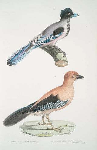 John Edward Gray - 1 Gular Jay Garrulus gularis 2 Beautiful Jay Garrulus ornatus Natural size.webp