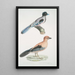 Geai gularis Garrulus gularis 2 Schön geai Garrulus ornatus Originalgröße - John Edward Gray — gerahmtes Bild an der Wand