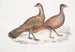 Polyplectron de Hardwicke, Poule Polyplectron hardwickii, Chine, Brit Museum 2. Francolin bai, Francolin à nombreuses éperons - John Edward Gray — Ansicht des Kunstwerks