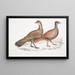 Polyplectron de Hardwicke, Poule Polyplectron hardwickii, Chine, Brit Museum 2. Francolin bai, Francolin à nombreuses éperons - John Edward Gray — gerahmtes Bild an der Wand