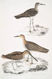 Bécassine de Horsfield Scolopax Horsfieldii 2 Bécasseau indien - John Edward Gray — Ansicht des Kunstwerks