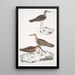 Bécassine de Horsfield Scolopax Horsfieldii 2 Bécasseau indien - John Edward Gray — gerahmtes Bild an der Wand