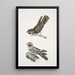 Engoulevent indien Caprimulgus Indicus 2 Engoulevent de Bombay Caprimulgus Asiaticus - John Edward Gray — gerahmtes Bild an der Wand