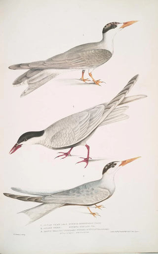 John Edward Gray - 1 Javan Tern Sterna Javanica 2 Allied Tern Sterna similis 3 Brown Bellied Tern Sterna acuticauda.webp
