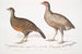 Lady North Polyplectron Polyplectron pectrophora Polyplectron northi 2 Punktierter Perdix Perdix punctulata - John Edward Gray — Ansicht des Kunstwerks