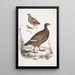 Perdrix Lerwa Perdix Lerwa 2 Caille à bec rouge Coturnix erythrorhyncha - John Edward Gray — gerahmtes Bild an der Wand
