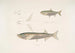 Carpe Morar Cyprinus Morar 2 Carpe Cora Cyprinus Cora - John Edward Gray — Ansicht des Kunstwerks