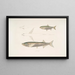 Carpe Morar Cyprinus Morar 2 Carpe Cora Cyprinus Cora - John Edward Gray — gerahmtes Bild an der Wand