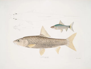 John Edward Gray - 1 Mosal Carp Cyprinus Mosal 2 Morala Carp Cyprinus Morala.webp