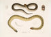 Penang Hypserina Hypserina Hardwickii 2. Meeresschlange von Hardwick, Lapemis Hardwickii - John Edward Gray — Ansicht des Kunstwerks