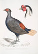 Fasan mit roter Schwanzfeder Euplocomus erythrothalmus 2 Kopf eines silbernen Fasan mit Haube Euplocomus Nycthemerus - John Edward Gray — Ansicht des Kunstwerks