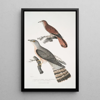 John Edward Gray - 1 Slender billed Cuckoo Cuculus tenuirostris 2 Bhrow Brow Cuckoo Cuculus Lathami.webp