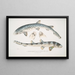Requin barbu tacheté Scyllum maculatum Inde Mus Brit 2 Requin barbu orné Scyllum ornatum - John Edward Gray — gerahmtes Bild an der Wand