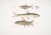 Carpe Tileo Cyprinus Tileo 2 Carpe de Richardson Cyprinus Richardsonii 3 Loche magnifique Botia grandis - John Edward Gray — Ansicht des Kunstwerks