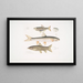 Carpe Tileo Cyprinus Tileo 2 Carpe de Richardson Cyprinus Richardsonii 3 Loche magnifique Botia grandis - John Edward Gray — gerahmtes Bild an der Wand