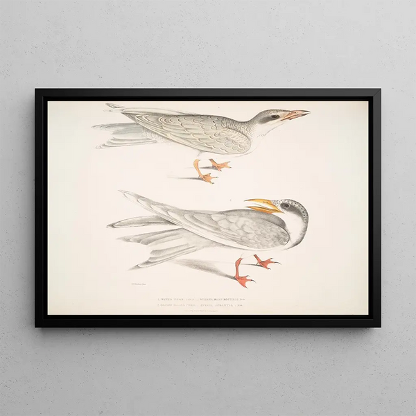 John Edward Gray - 1 Waved Tern Sterna brevirostris 2 Orange Billed Tern Sterna aurantia.webp