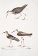 Bécasseau à queue blanche Totanus leucurus 2 Bécasseau allié Totanus affinis 3 Bécassine de Cawnpore Totanus Lathami - John Edward Gray — Ansicht des Kunstwerks