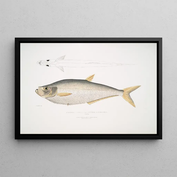 John Edward Gray - Allied Herring Clupea affinis Penang.webp