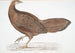 Faisan Argus Argus Paeoninus Pavoninus China - John Edward Gray — Ansicht des Kunstwerks