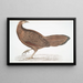 Faisan Argus Argus Paeoninus Pavoninus China - John Edward Gray — gerahmtes Bild an der Wand