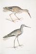 Bécassine mit aschgrauem Kopf Totanus fuscus - John Edward Gray — Ansicht des Kunstwerks