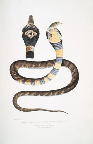 John Edward Gray - Banded Cobra Capella variety Naia tripudians var fasciata.webp