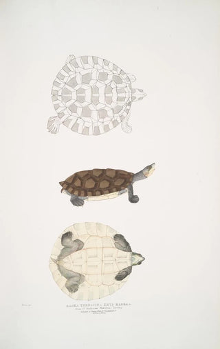 John Edward Gray - Baska Terrapin Emys Baska.webp