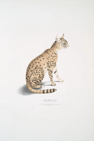 John Edward Gray - Beautiful Cat Felis ornata.webp