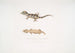 Beau Cyrtodactylus Cyrtodactylus pulchellus - John Edward Gray — Ansicht des Kunstwerks
