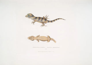 John Edward Gray - Beautiful Cyrtodactylus Cyrtodactylus pulchellus.webp