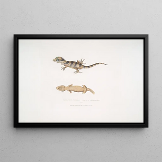 John Edward Gray - Beautiful Cyrtodactylus Cyrtodactylus pulchellus.webp
