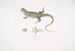 Penang Uromastix Gemälde - John Edward Gray — Ansicht des Kunstwerks