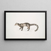 Civette de Bengale Viverra Bengalensis - John Edward Gray — gerahmtes Bild an der Wand