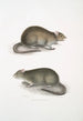 Bengalischer Feldrat Gemälde Arvicola Bengalensis - John Edward Gray — Ansicht des Kunstwerks