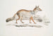 Renard Bengal Canis Vulpes Bengalensis Canis Kokree - John Edward Gray — Ansicht des Kunstwerks