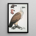 Bengalen-Krähe, Vultur Bengalensis, 1 Kopf von Vultur Pondicherianus, 2 Köpfe von Vultur monarchus monachus - John Edward Gray — gerahmtes Bild an der Wand