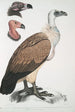 Bengalen-Krähe, Vultur Bengalensis, 1 Kopf von Vultur Pondicherianus, 2 Köpfe von Vultur monarchus monachus - John Edward Gray — Ansicht des Kunstwerks