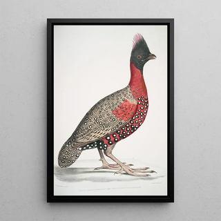 John Edward Gray - Black headed Pheasant Phasianus melanocephalus Young male of former.webp