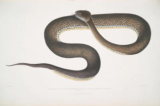 John Edward Gray - Blue spotted Cophias Trigonocephalus purpurcornaculatus purpureomaculatus Singapore.webp