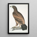 Aigle brun Aquilla fusca - John Edward Gray — gerahmtes Bild an der Wand