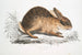 Lièvre chinois Lepus Sinensis - John Edward Gray — Ansicht des Kunstwerks