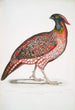 Chinesisches Satyra Temminckii Hahnen-Kunstdruck von John Edward Gray — Ansicht des Kunstwerks