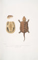 Tortue à grosse tête chinoise Platisternon megacephalus Chine - John Edward Gray — Ansicht des Kunstwerks