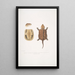 Tortue à grosse tête chinoise Platisternon megacephalus Chine - John Edward Gray — gerahmtes Bild an der Wand